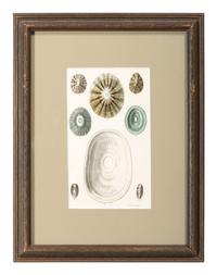 Thirteen Hand-Colored Shell Engravings