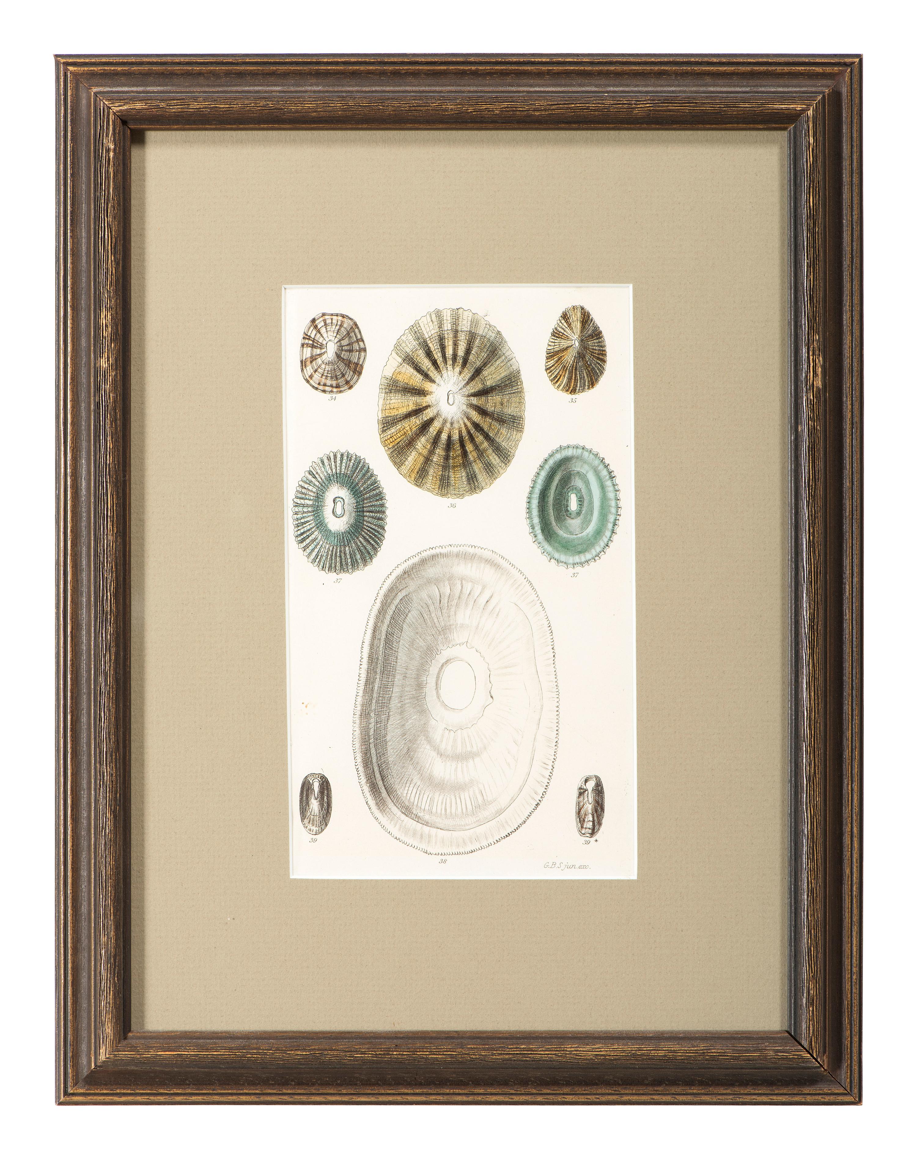 Thirteen Hand-Colored Shell Engravings