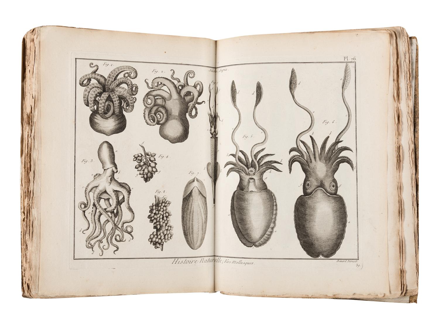 BRUGUIÈRE, Jean Guillaume (1749-1798). Tableau encyclopédique et méthodique des trois règnes de la nature. Contenant l'helminthologie, ou les vers infusoires, les vers intestins, les vers mollusques, &c . Paris: Panckoucke, 1791.