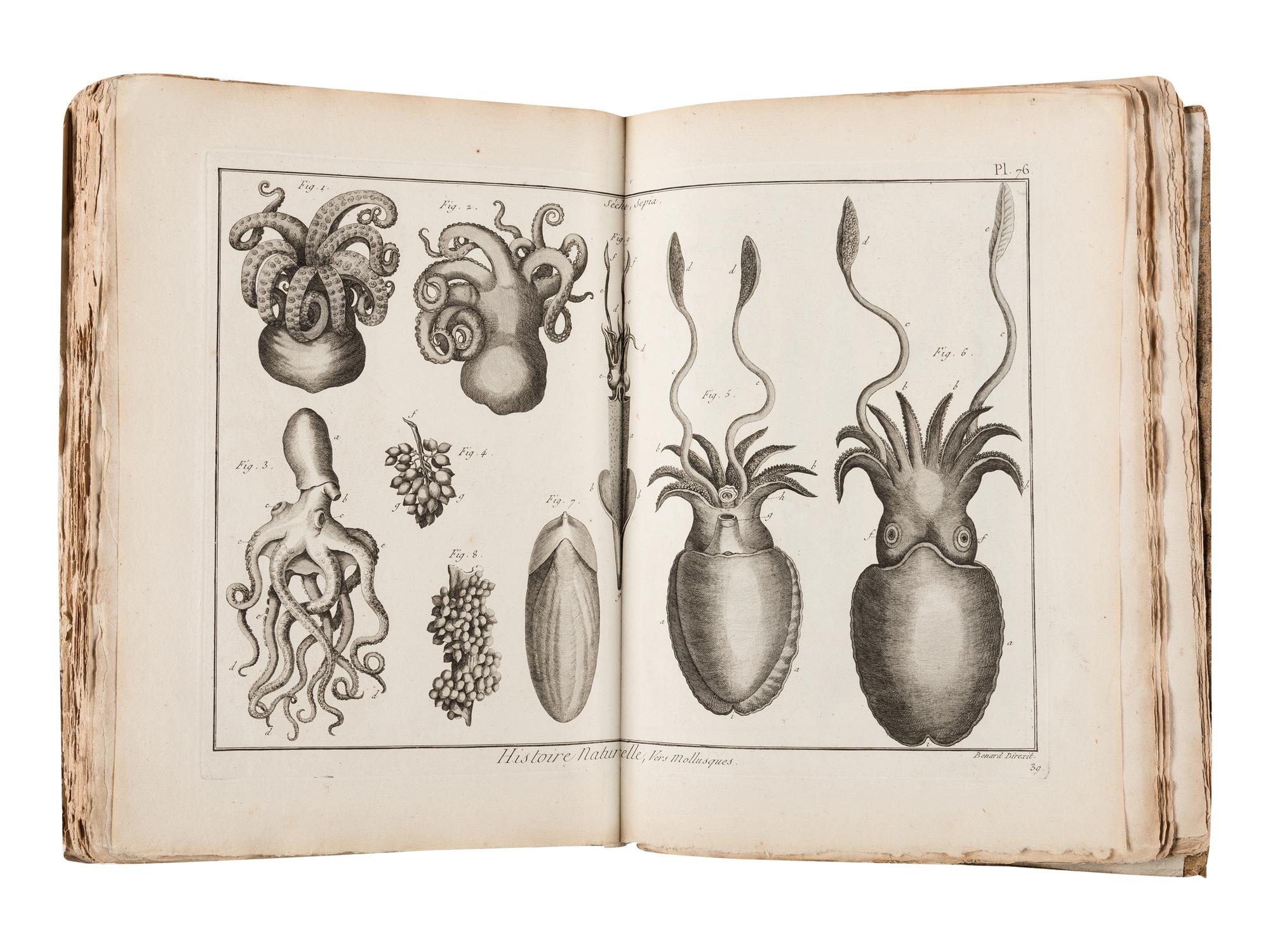 BRUGUIÈRE, Jean Guillaume (1749-1798). Tableau encyclopédique et méthodique des trois règnes de la nature. Contenant l'helminthologie, ou les vers infusoires, les vers intestins, les vers mollusques, &c . Paris: Panckoucke, 1791.