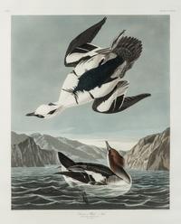 AUDUBON, John James (1785-1851)