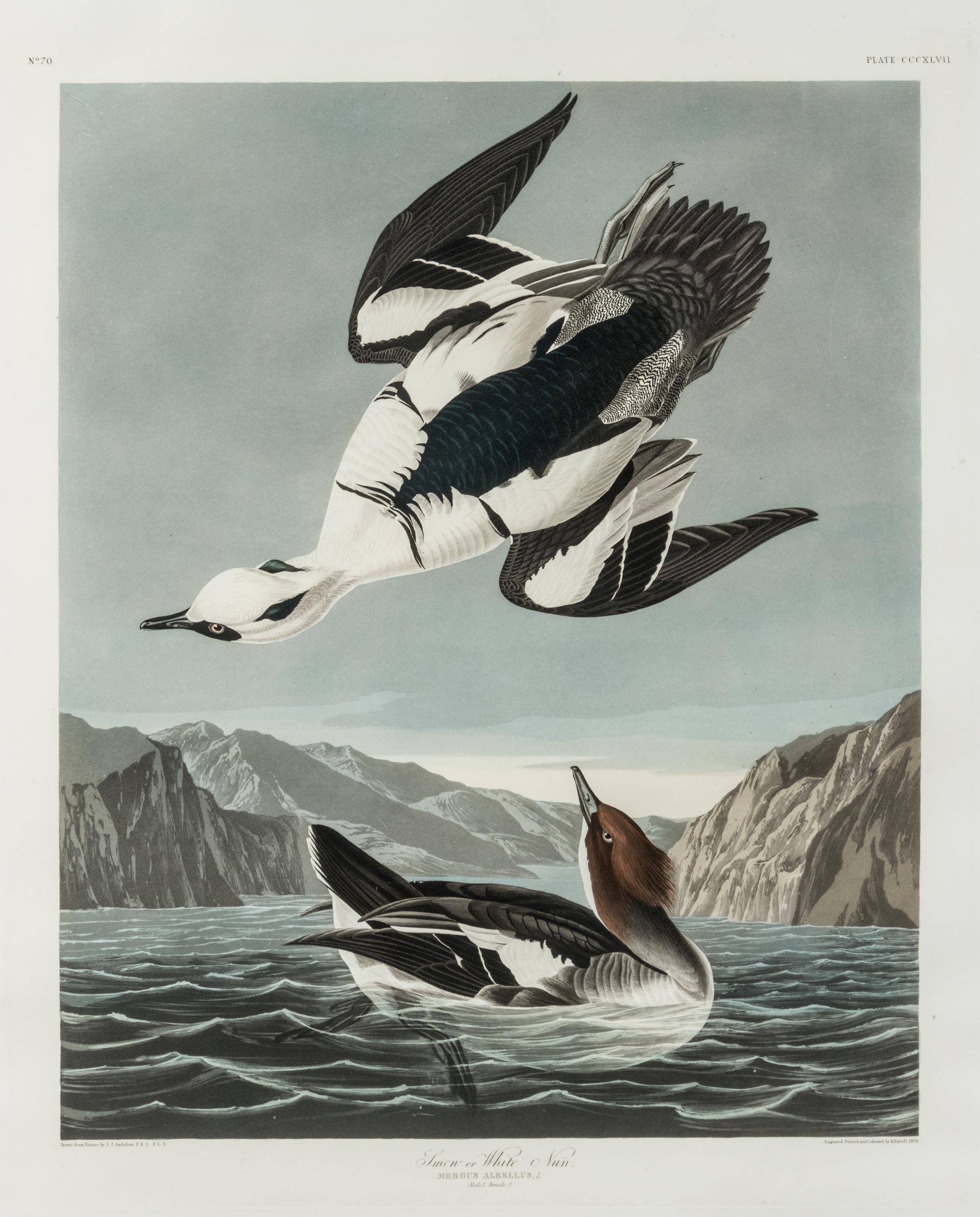 AUDUBON, John James (1785-1851)