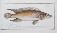 A Group of Four German Handcolored Fish Engravings Plate: 8 x 14 1/2 inches. — 18TH CENTURY