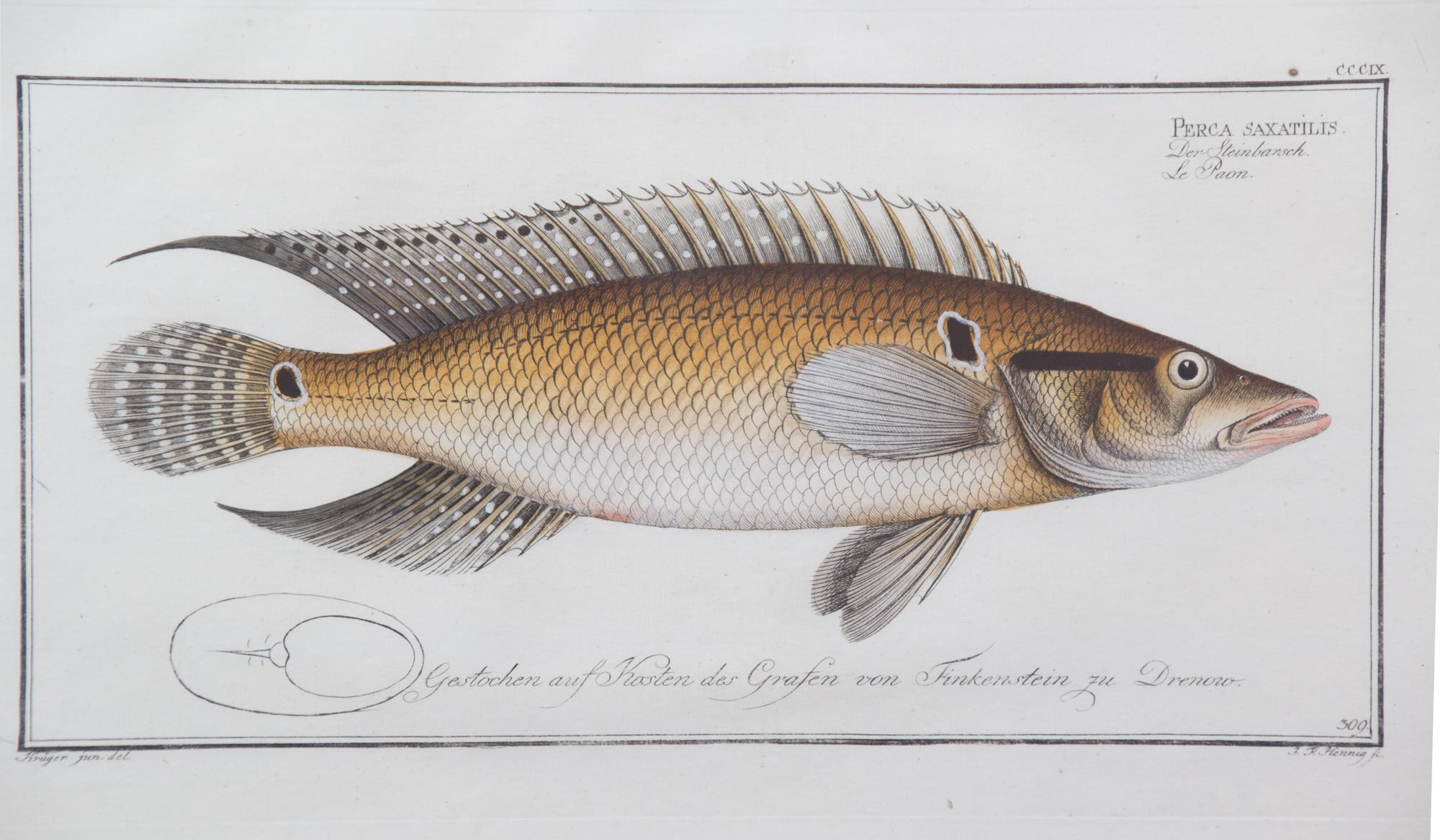 A Group of Four German Handcolored Fish Engravings Plate: 8 x 14 1/2 inches. — 18TH CENTURY