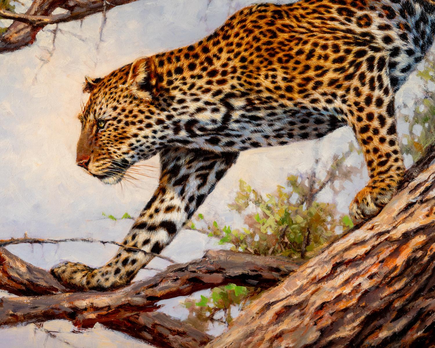 Leopard in Acacia Tree