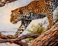 Leopard in Acacia Tree