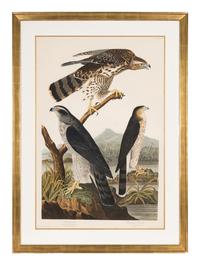 AUDUBON, John James (1785-1851)