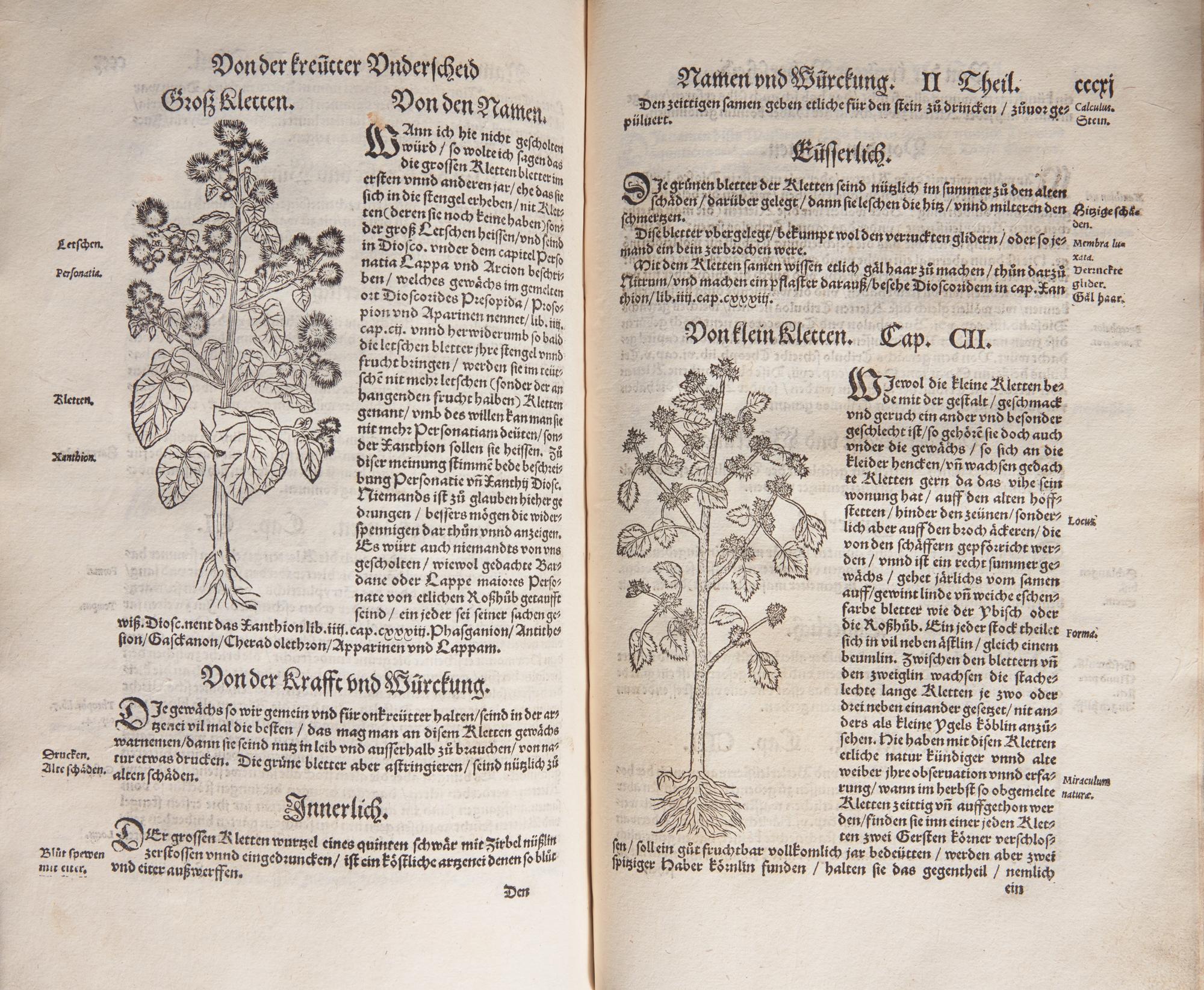[Natural History] Bock, Hieronymus. Kreüter Buch...