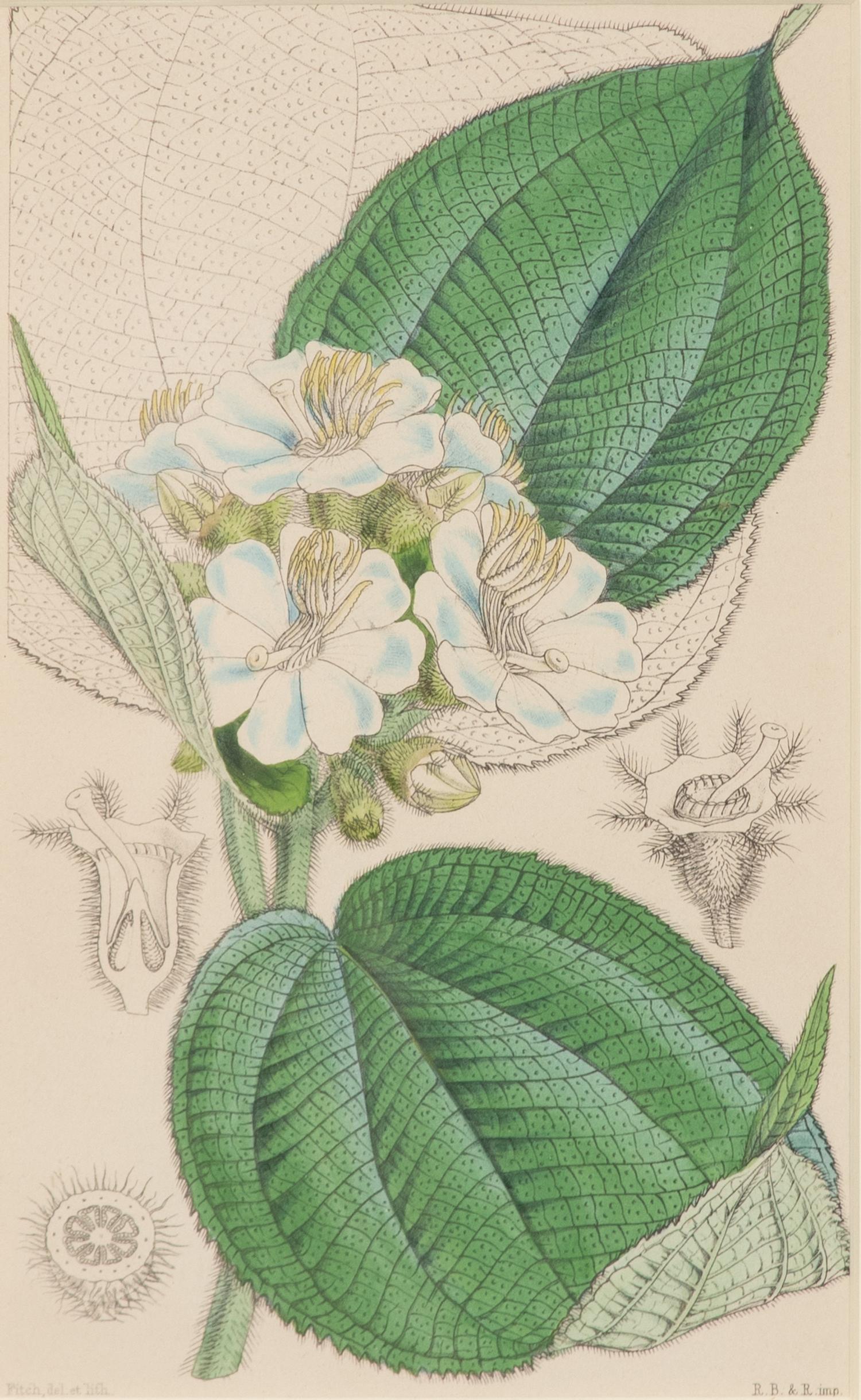 A Set of Eleven Botanical Prints Framed 16 1/2 x 13 1/2 inches. — 20TH CENTURY