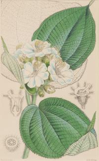 A Set of Eleven Botanical Prints Framed 16 1/2 x 13 1/2 inches. — 20TH CENTURY