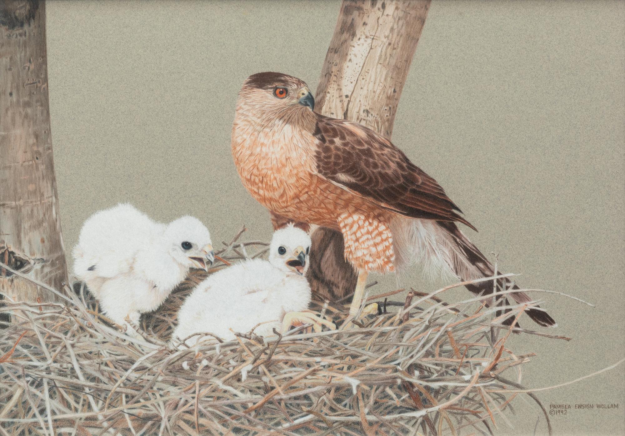 Hawk and Hawklings , 1992