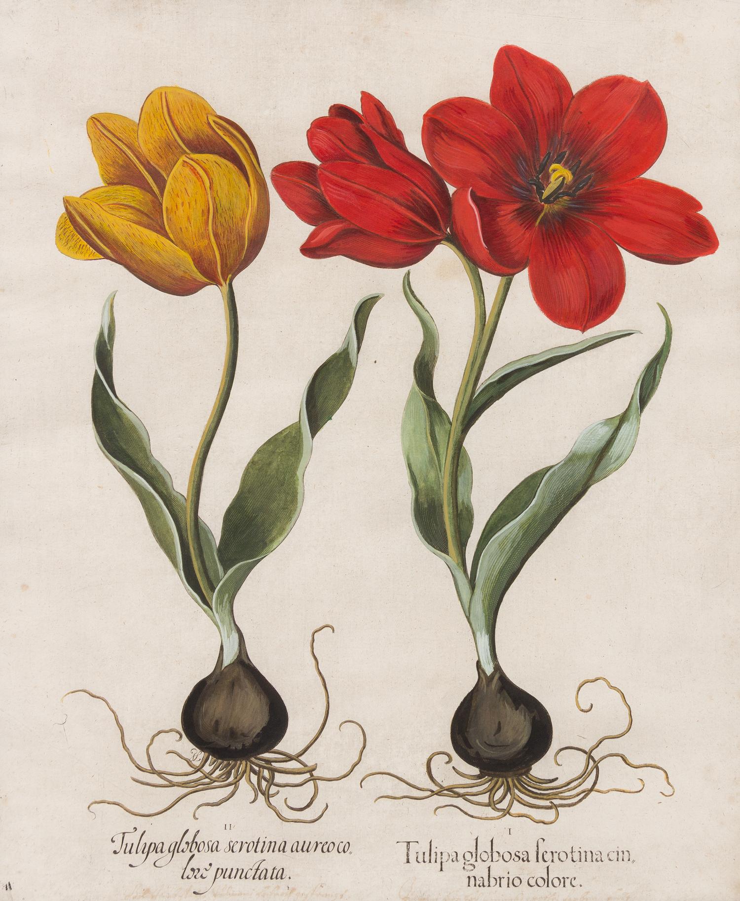 TREW, Christoph (1695-1769)