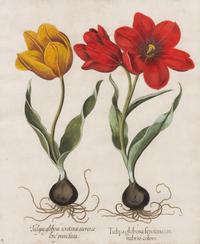 TREW, Christoph (1695-1769)