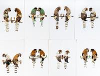 A Collection of Twelve Butterfly Pictures