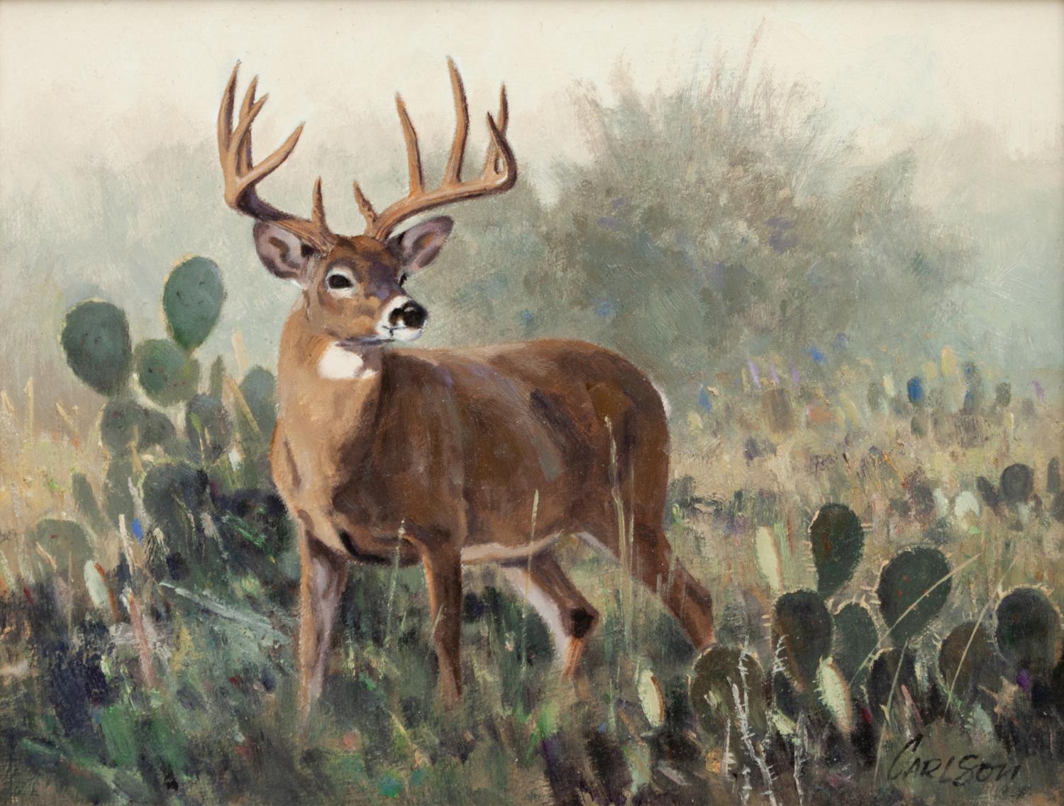 Whitetail