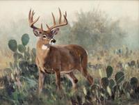 Whitetail
