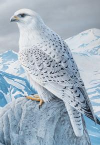 Arctic Sentry- White Gyrfalcon