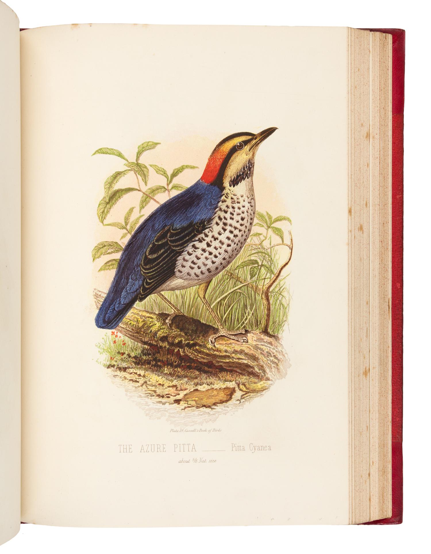 [NATURAL HISTORY]. JONES, Thomas Rymer (1810-1880). Cassell’s Book of Birds. London: Cassell, Petter, and Galpin, [ca 1870].