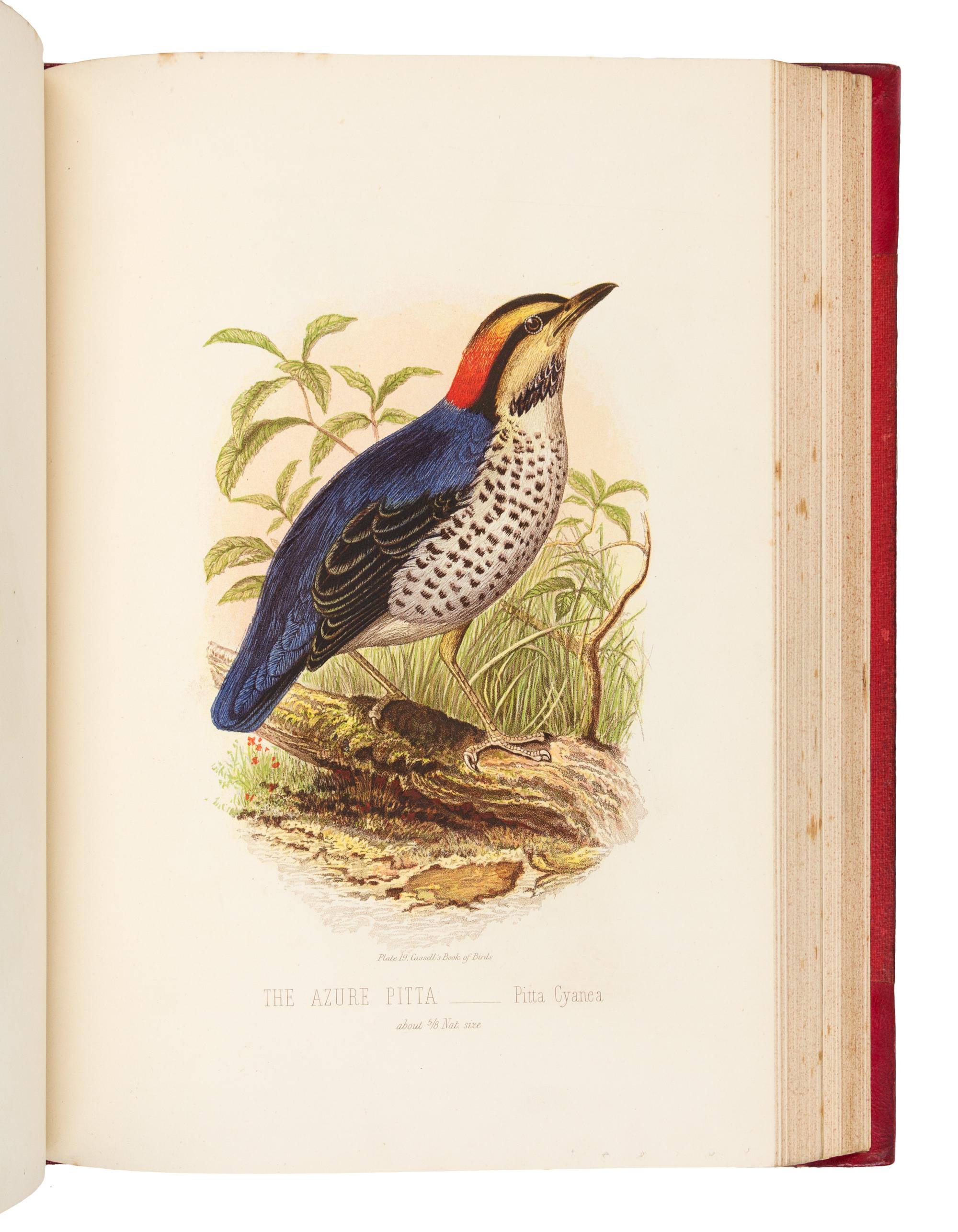 [NATURAL HISTORY]. JONES, Thomas Rymer (1810-1880). Cassell’s Book of Birds. London: Cassell, Petter, and Galpin, [ca 1870].