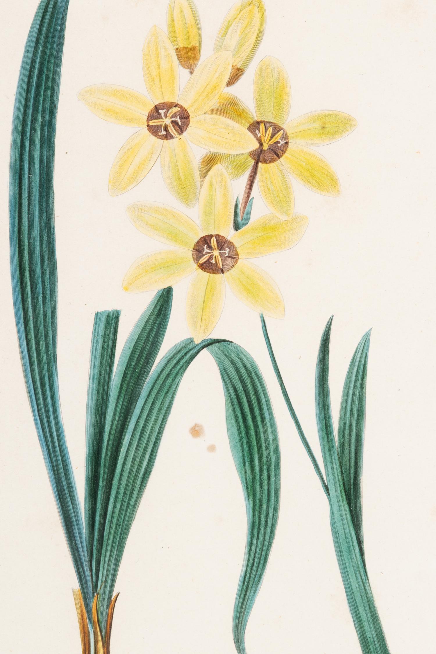 Three Botanical Hand-Colored Engravings after Pancrace Bessa (French, 1772-1846)