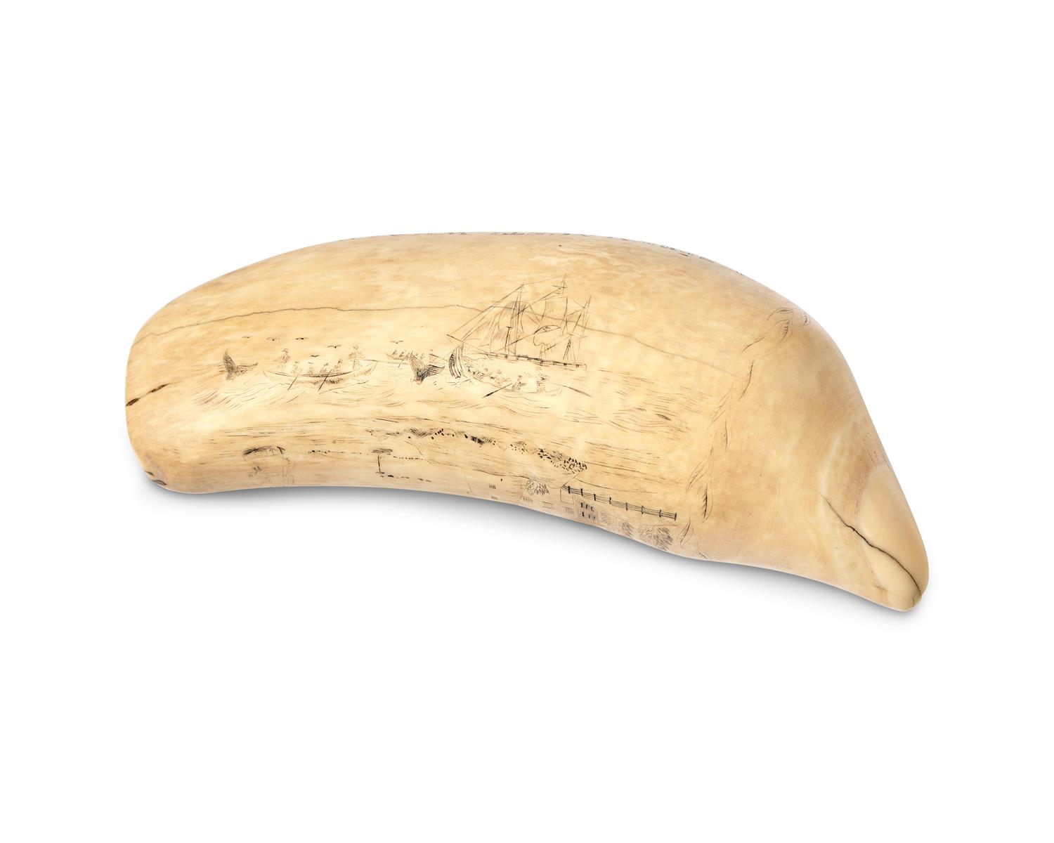 A Large Scrimshaw Whale Tooth Worked On The Whaler Atlantic