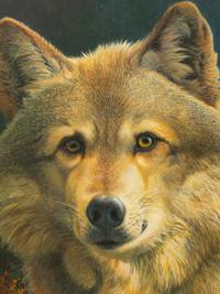 Eastern Timberwolf Portrait , 2001