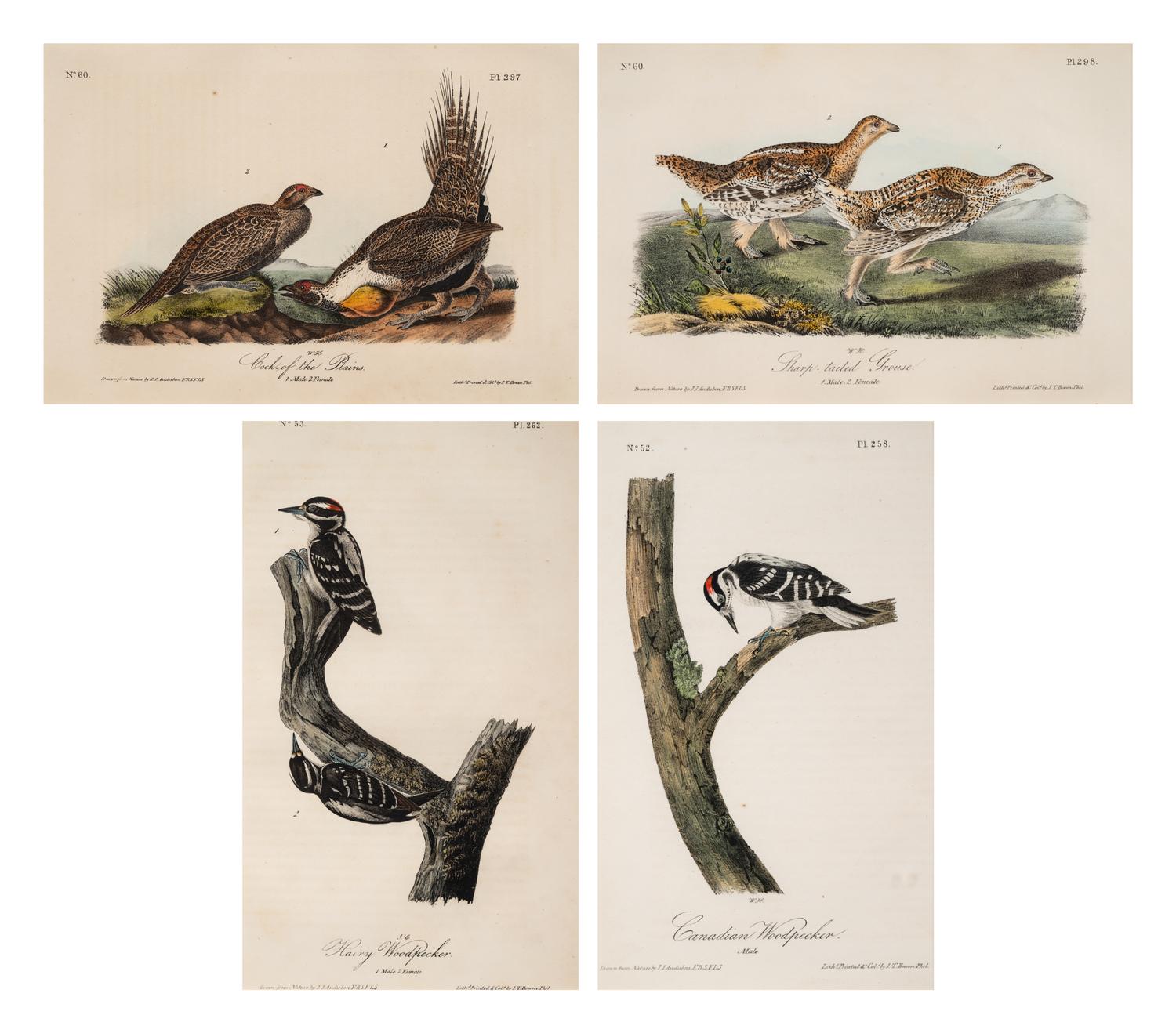 Grouped, see item 1 | A Group of Four Prints of Ground Fowl and Woodpeckers, after John James Audubon (1785-1851)