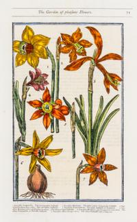 PARKINSON, JOHN. Group of eight handcolored facsimile etchings. (1910).