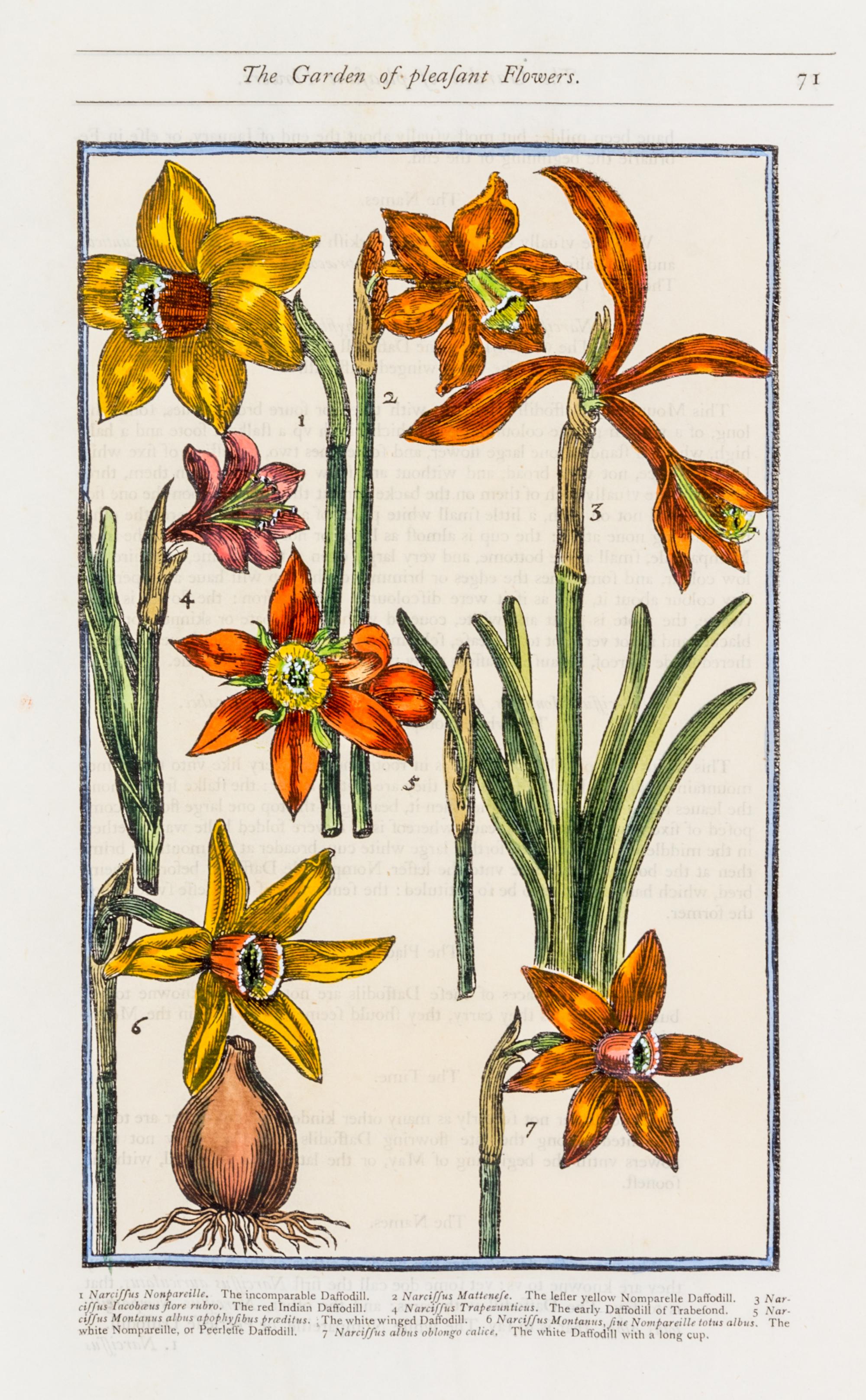 PARKINSON, JOHN. Group of eight handcolored facsimile etchings. (1910).