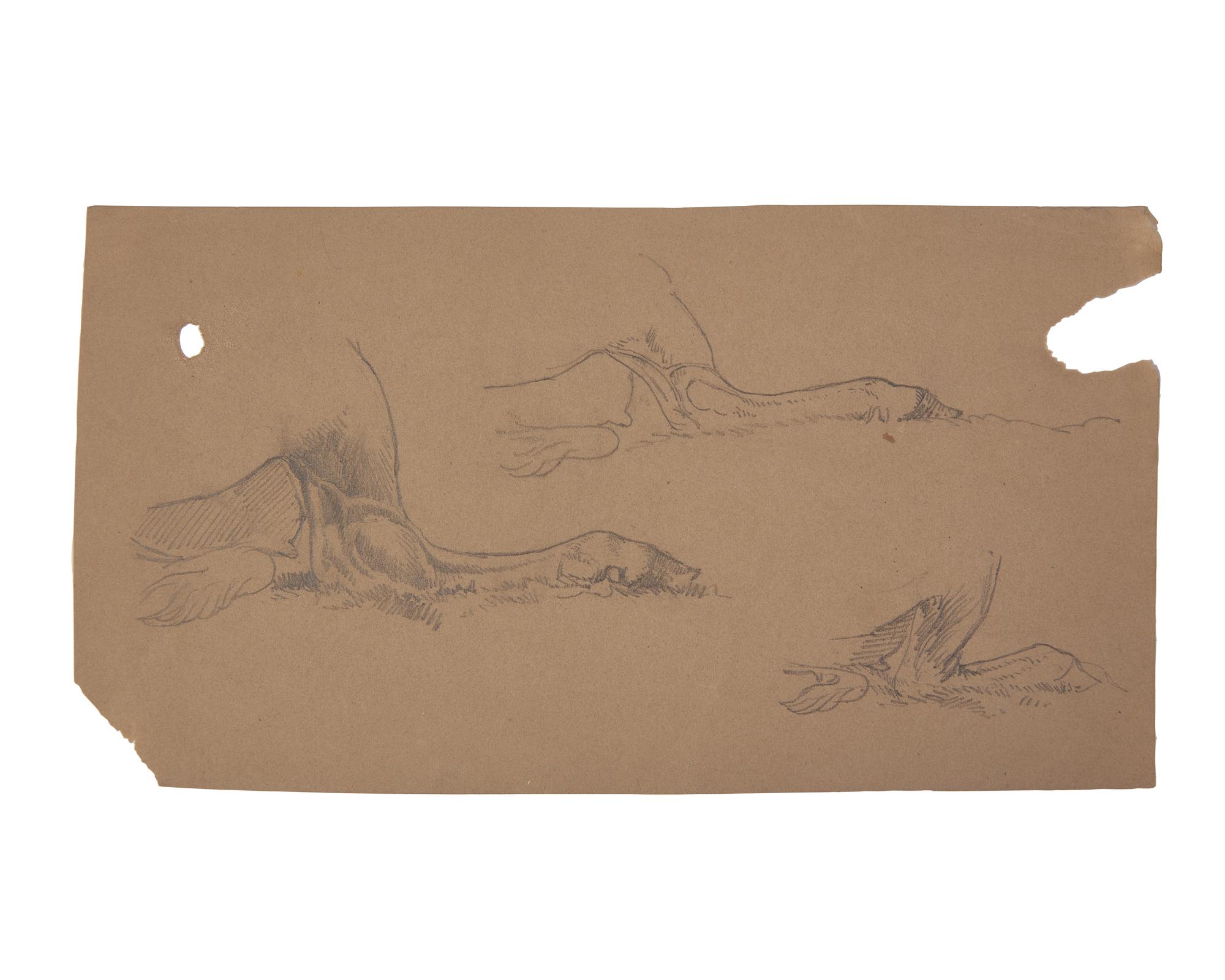 Farm Animal Studies: F older of Eighteen (18) Pencil Drawings