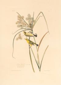 AUDUBON, John James (1785-1851) Prairie Warbler (Plate 14) Dendroica discolor