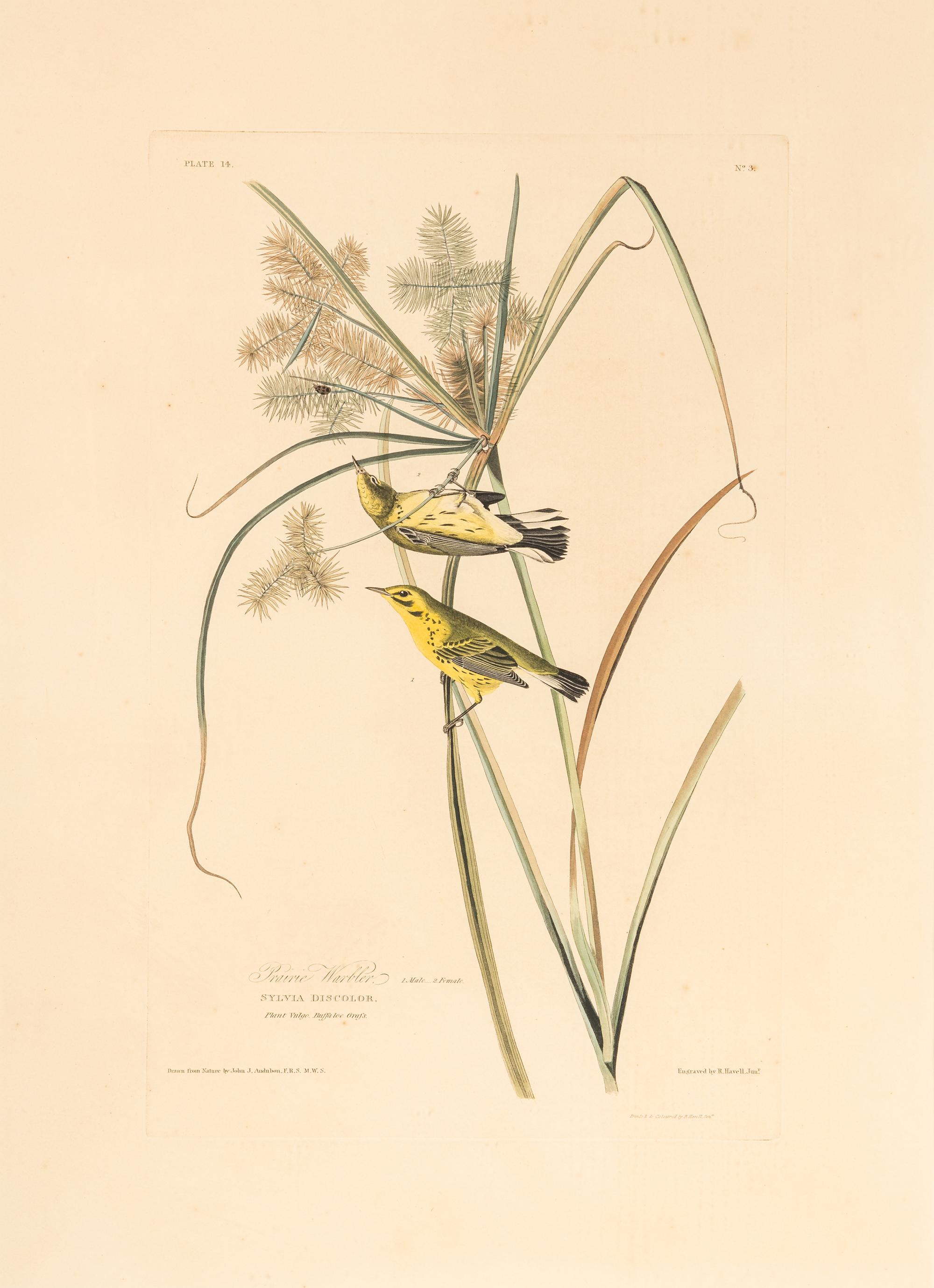 AUDUBON, John James (1785-1851) Prairie Warbler (Plate 14) Dendroica discolor