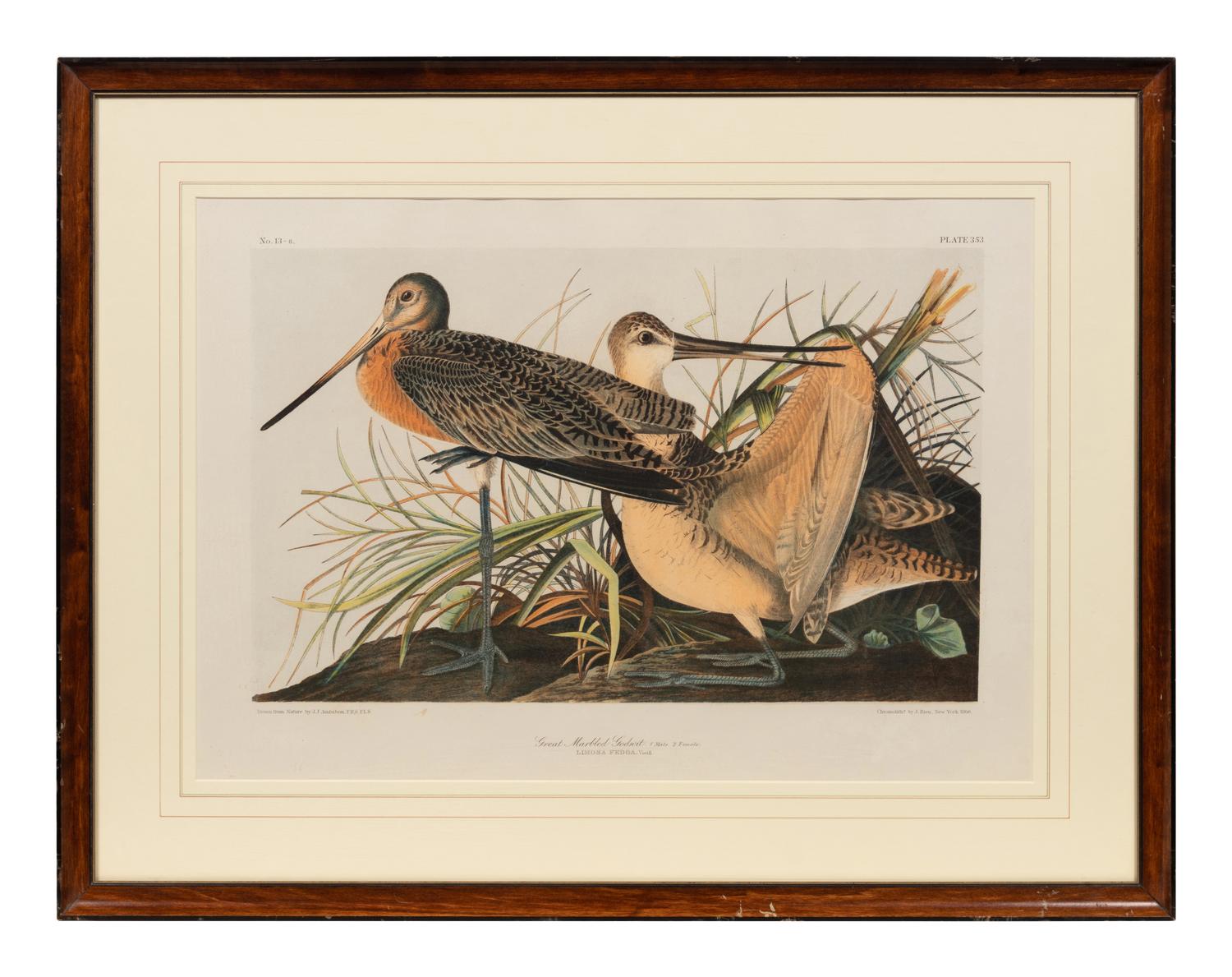 After John James Audubon (American, 1785-1851)