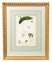 Two Floral Prints Each 10 x 6 5/8 inches (visible).