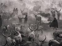 Dinka Cattle Camp of Amak, Southern Sudan, 2006