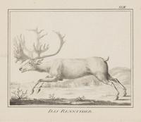 A Set of Nine Framed German Zoological Engravings