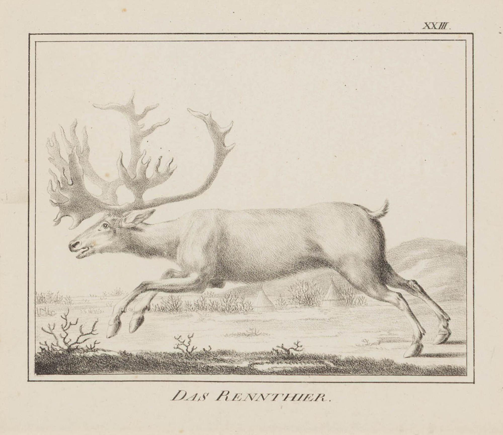 A Set of Nine Framed German Zoological Engravings