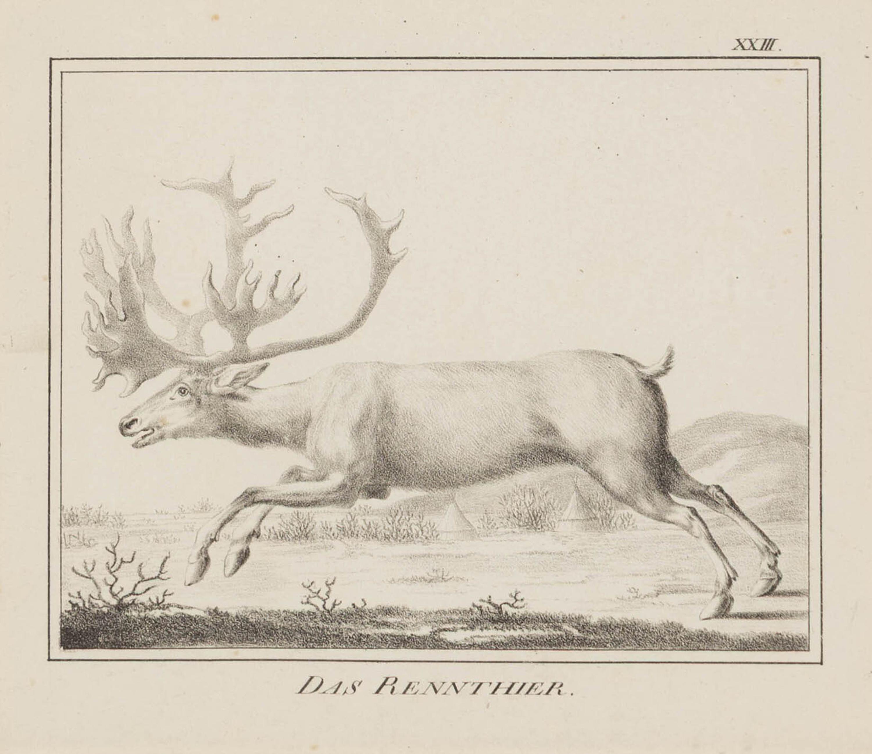 A Set of Nine Framed German Zoological Engravings