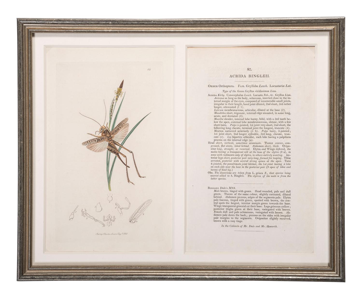 Eight Framed Avian Prints