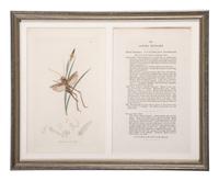 Eight Framed Avian Prints
