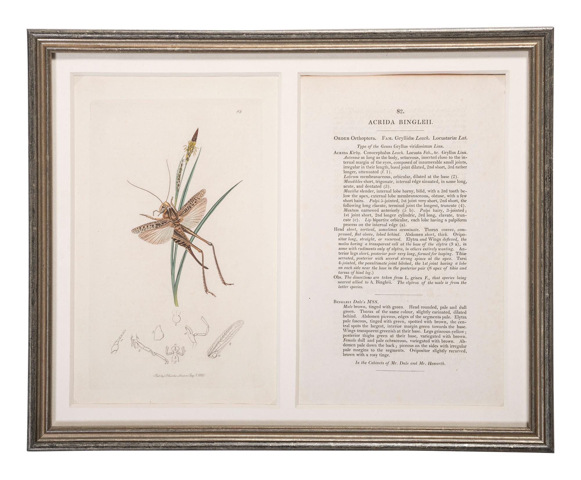 Eight Framed Avian Prints