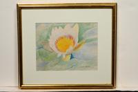 Waterlily