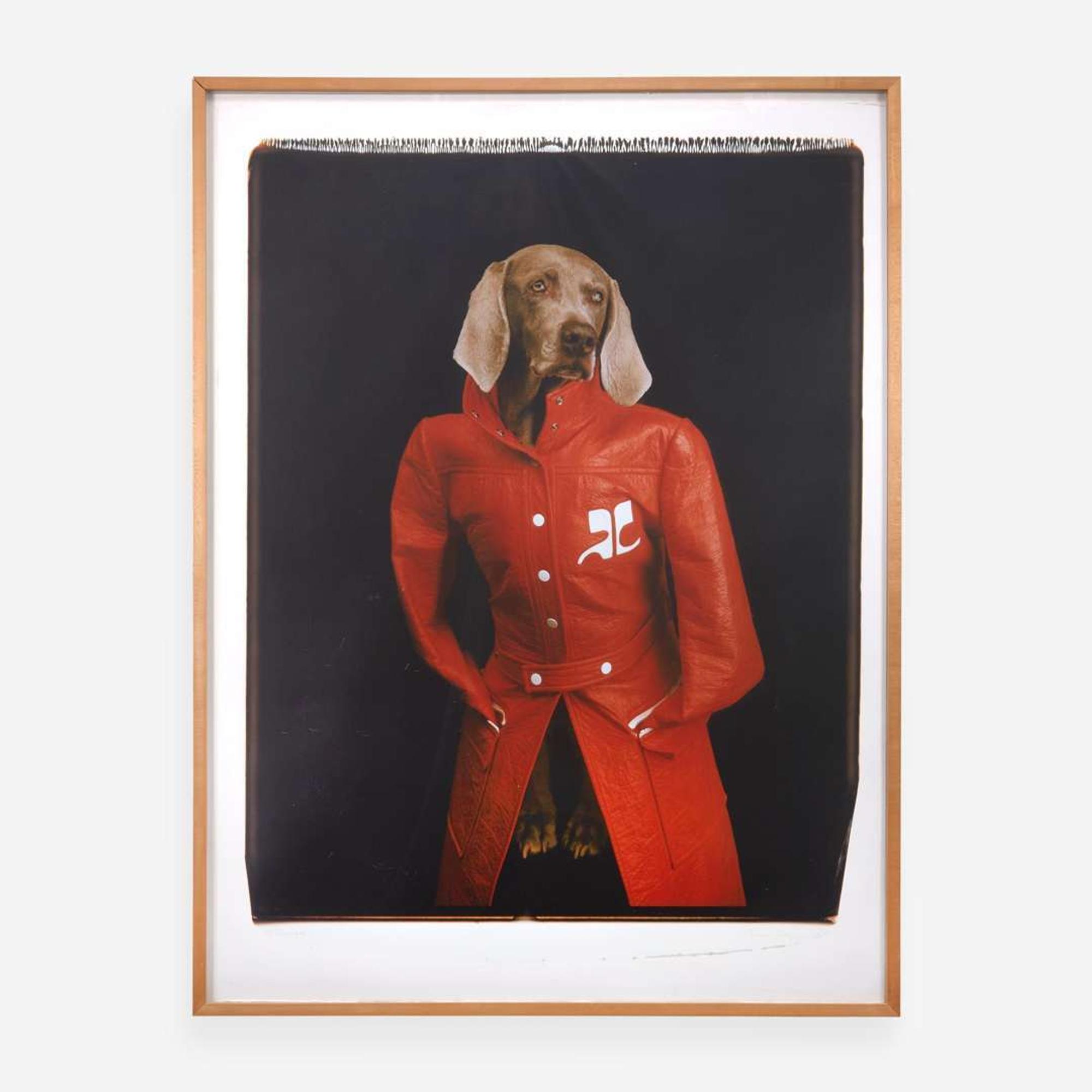 William Wegman (American, b.1943) Courrèges
