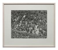 A group of four photographs ( Moqui Marbles, Arizona; Sumacs in Snow, North Conway, New Hampshire; Desert Trumpet in Snow, Utah; Untitled - Snow Covered Trees on Hillside )