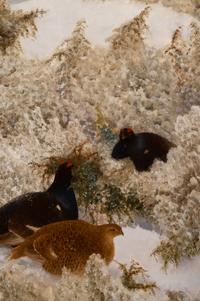 Red Grouse in the Snow
