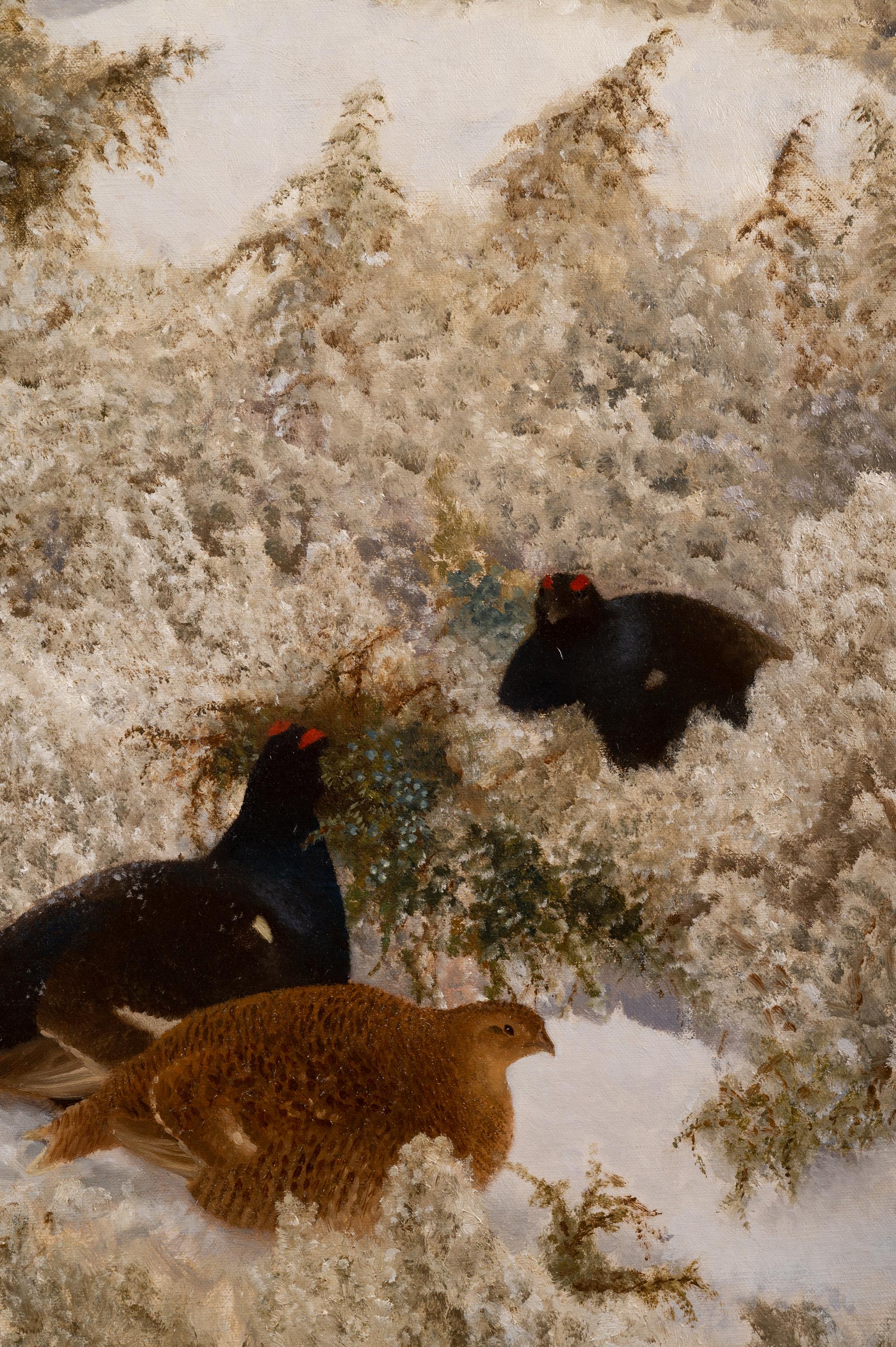 Red Grouse in the Snow