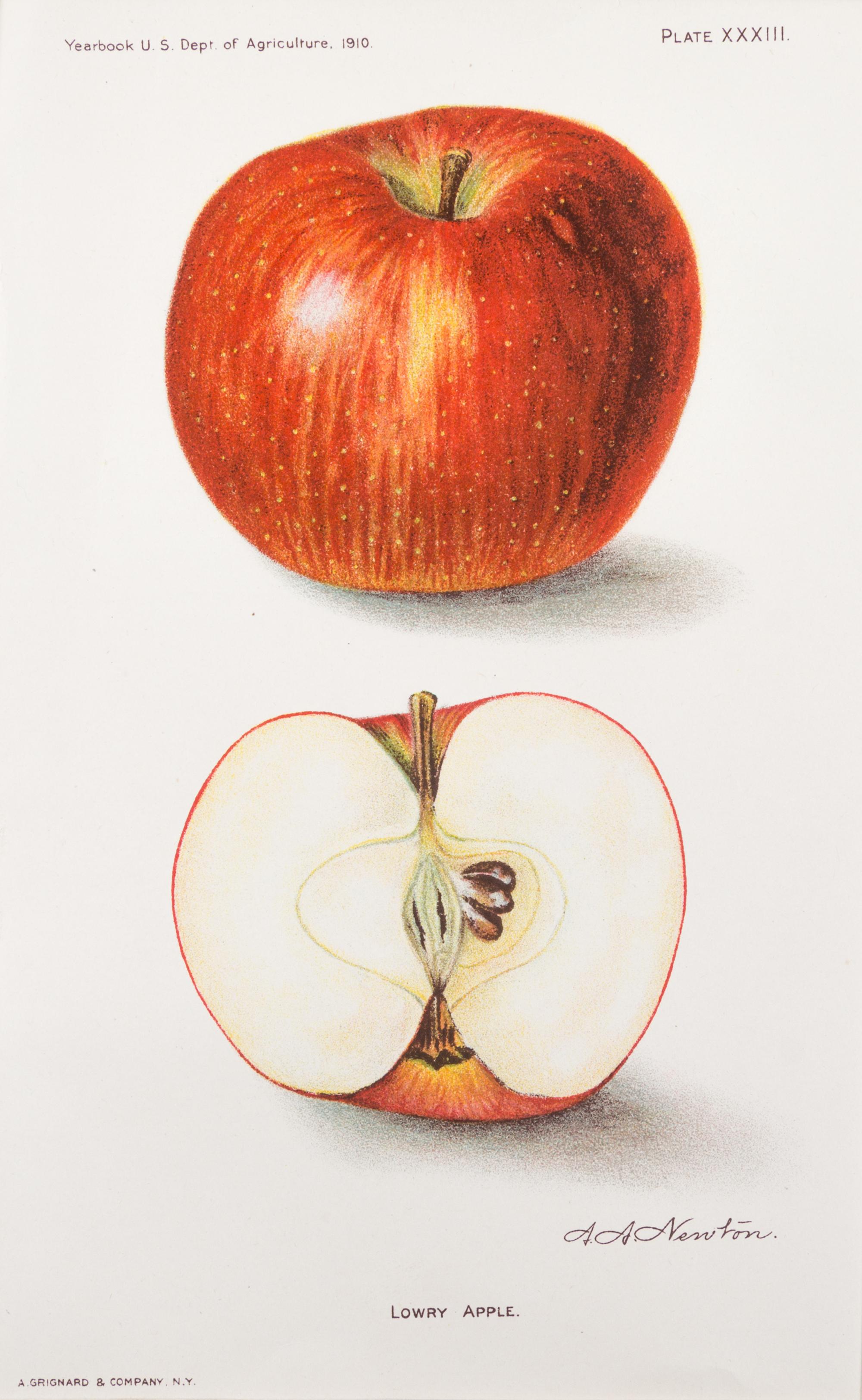 (BOTANY) US DEPARTMENT OF AGRICULTURE. A group of 20 chromolitho. plates of fruit and nuts.