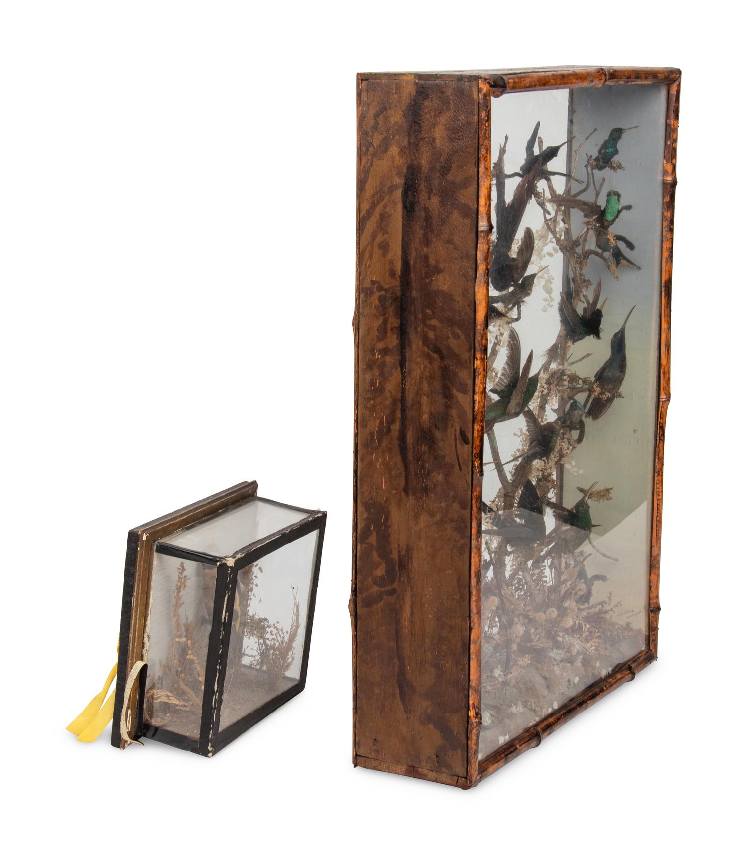 A Victorian Taxidermy Hummingbird Diorama