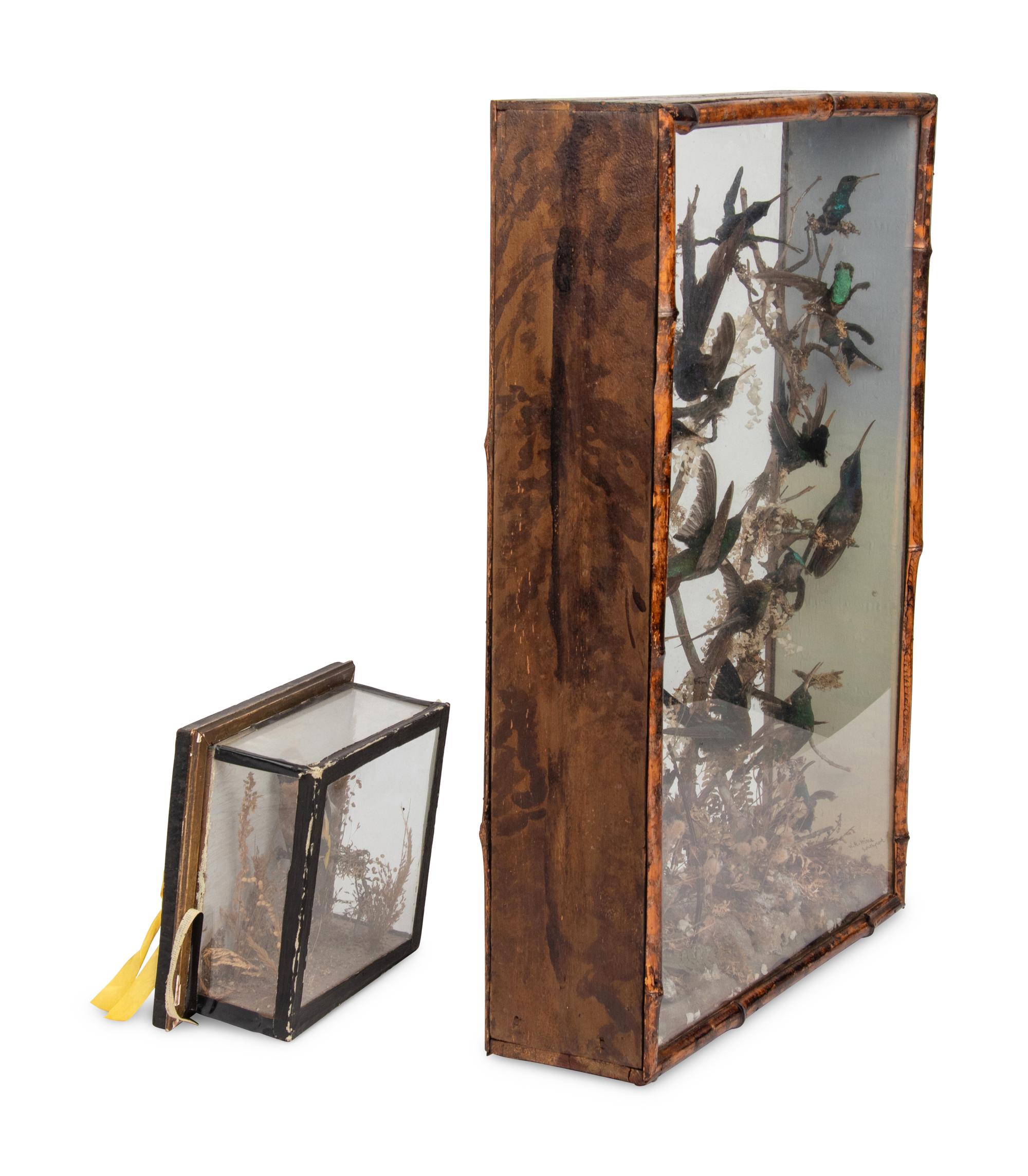 A Victorian Taxidermy Hummingbird Diorama