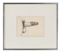 Untitled (Penis Flytrap)